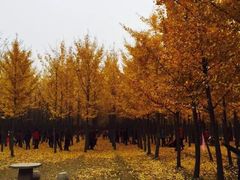 -汉景帝阳陵博物院