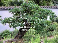 -成都杜甫草堂博物馆