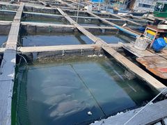 -蓝湾碧波·老字号·疍家非遗海上餐厅