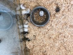 -怪兽屋·羊驼·猫咖·狗咖(俊华广场店)