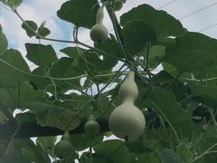 -洪湖家庭农场·团建·露营·会议