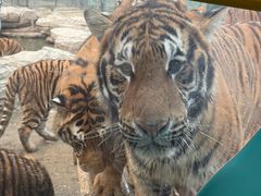 -栾川竹海野生动物园