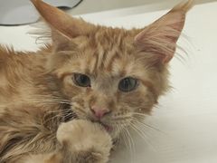 -70cat德文卷毛猫·缅因猫纯种猫舍