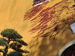 -普陀山慧济禅寺