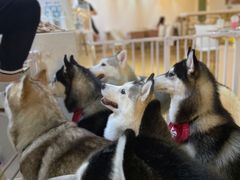 -Husky Go! 哈士奇体验馆·宠物咖啡厅狗咖
