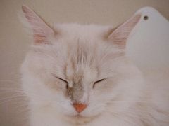 -猫域·湾主题猫咖·宠物吧(南坪城市广场店)