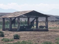 -新疆天山野生动物园