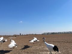 -盐城丹顶鹤湿地生态旅游区