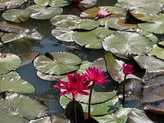 -中国科学院西双版纳热带植物园
