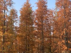 -三圣花乡旅游区