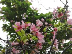 景点-天适樱花悠乐园