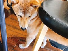 -About Bistro關於·泰式家庭料理