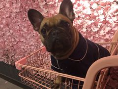 -百好乐宠物友好餐厅(朝外大街店)