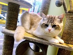 -东方名猫馆·英短金渐层布偶猫舍(环线广场1号楼店)