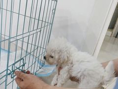 -佳雯宠物医院·皮肤科·内外科(春晓路分院)