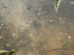 -桤木河湿地公园