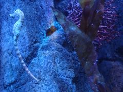 -悉尼海洋生物水族馆