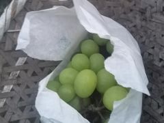 -马陆小张葡萄园农家乐