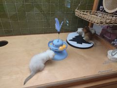 -帕帕拉兹宠物(亚洲旗舰店)