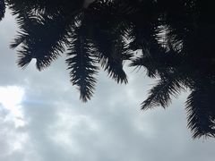-金花茶公园