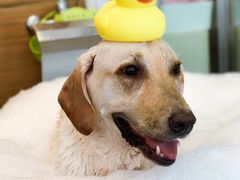 -PETKIT小佩宠物(古北店)