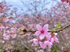 -天适樱花悠乐园