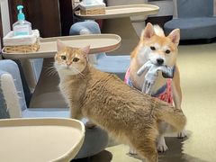 -逗柴咖啡屋·狗咖猫咖宠物桌游