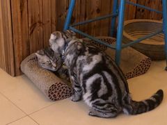 -名猫咖啡馆·撸猫·拼豆