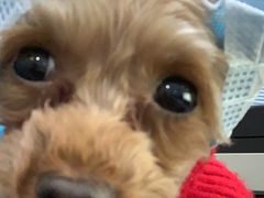 -北京恒爱动物医院(清景园分院)