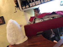 -猫色咖啡·猫咖
