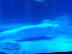-上海海昌海洋公园-冰山北极馆