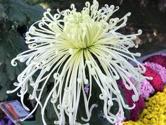 -菊花台公园