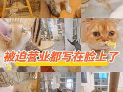 -楼上猫咖(罗湖店)