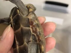 -pd派德宠物中心医院24H急重症·眼科中心·血液透析中心(嵩山北路店)