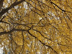 -四川大学(华西校区)