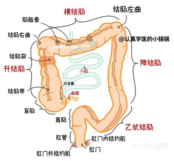 肠结构图解 解剖图片