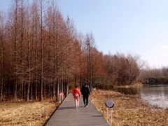 -溱湖国家湿地公园