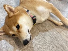 -柴迷FANS CLUB·柴犬狗咖·猫咖