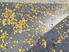 -三里屯东五街银杏大道