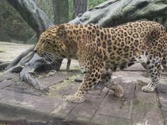 -贵州森林野生动物园