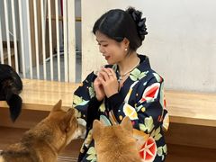 -是阿柴呀！柴犬咖啡·爱喵喵猫咖