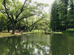 -上海共青森林公园