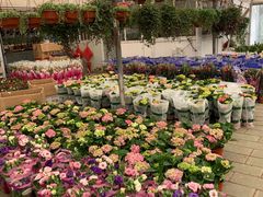 -龙大花卉苗木市场