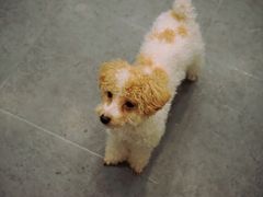 -有喵·猫咖·狗咖·30几只猫10只小狗(岗厦店)