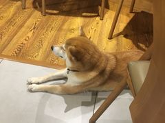 -柴务处·柴犬主题狗咖