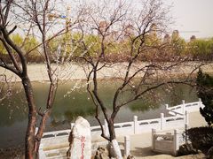 -桃花堤公园