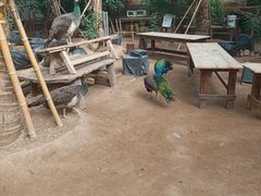 -呀路古热带植物园