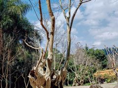 -深圳仙湖植物园