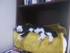 -猫大福·Fortune Cat猫舍(百子湾店)