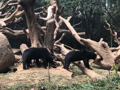 -珠海横琴长隆《卡卡虎奇遇记》